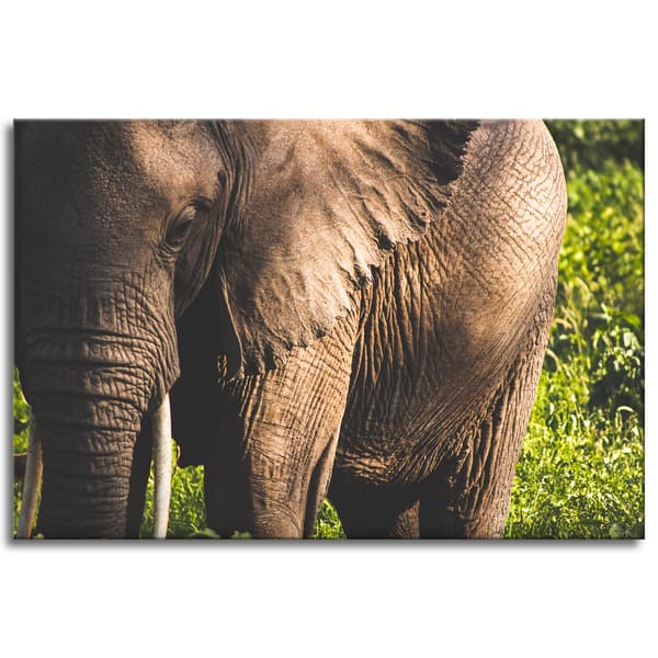 Lærredstryk Dyr Elefant Nærbillede 120x80 cm