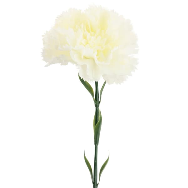 CV22527-1 NÄLIKA ENBLOMMIG VIT VACKER