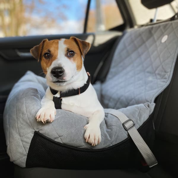 Babyblå bilbarnstol för hund