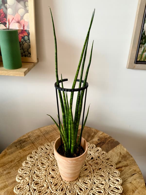 Støttering til blomsterplanter Klemmestøttering SM 33x10cm
