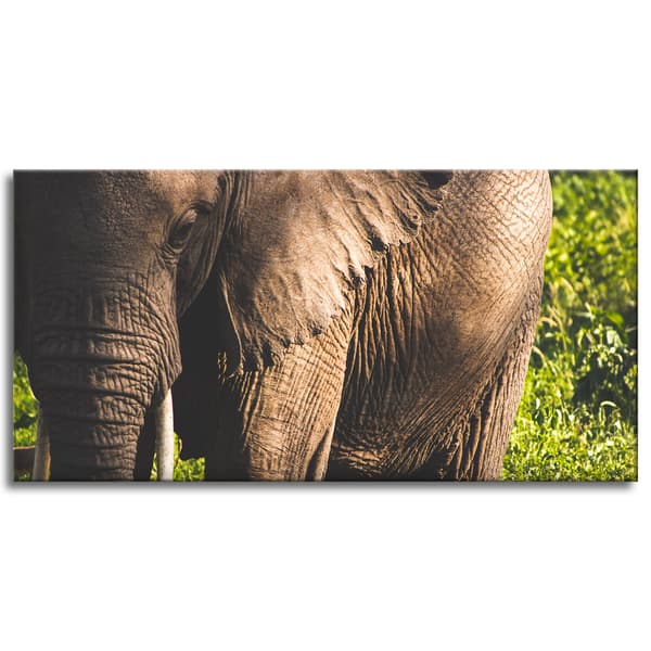Canvastavla Djur Elefant Närbild 120x60