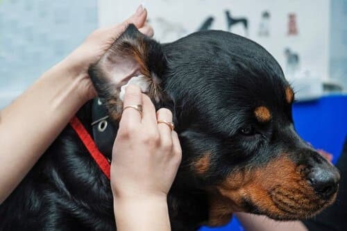 Naturelle vådservietter til kæledyr, hunde og katte, 50 stk.