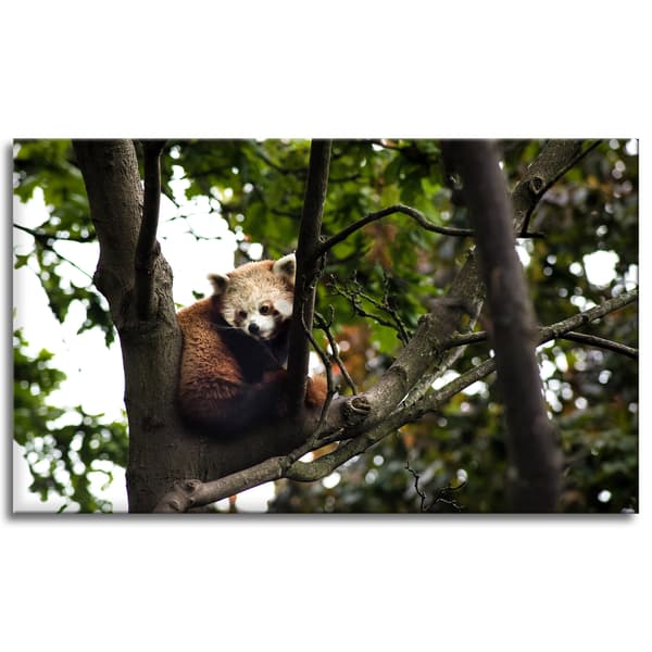 Canvastaulu Eläimet Punainen Panda 100x60