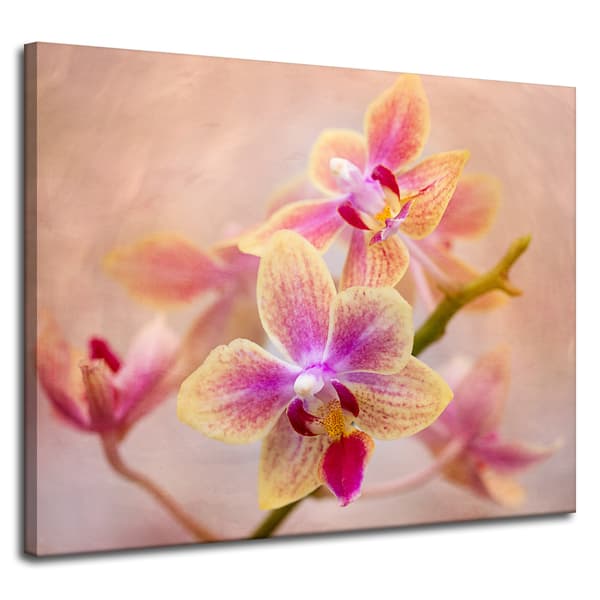 Lærredstryk Botanik Blomst Orkidé 100x80 cm