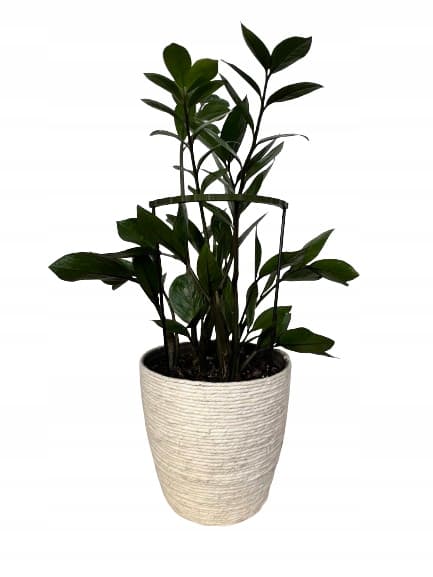 Stödring för blomväxter, klämma, stödring XL 60x28cm