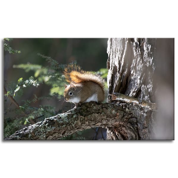 Canvastaulu Eläimet Orava 100x60 cm