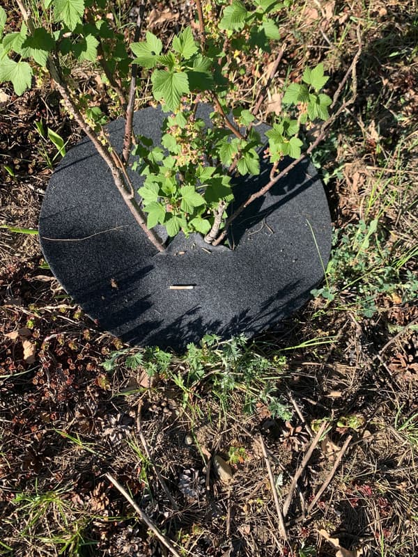 Filtskiva för skydd mot ogräs, mulching, grafit, diameter 50 cm