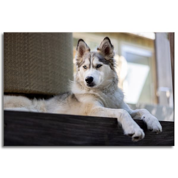 Lærredstryk Dyr Husky Hund 90x60 cm