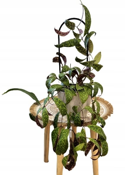 Stöd för klätterväxter Stöd för klätterblommor Pergolastege L 38 cm