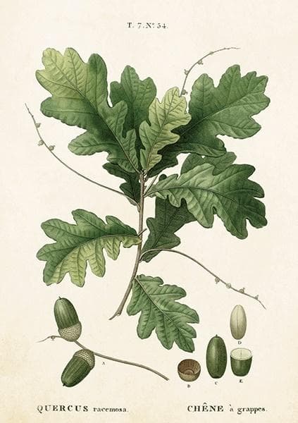 Kort ST283 B6 + kuvert Oak Leaf
