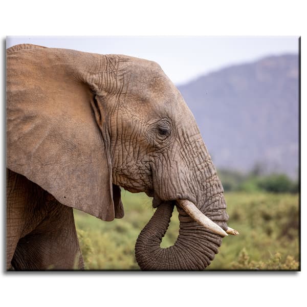 Lærredstryk Dyr Elefant nærbillede 50x40 cm