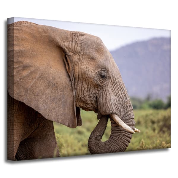Canvastavla Djur Elefant närbild 40x30 cm
