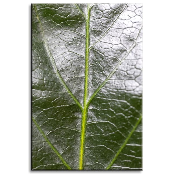 Canvastavla Botanik Ormbunkeblad 40x60 cm