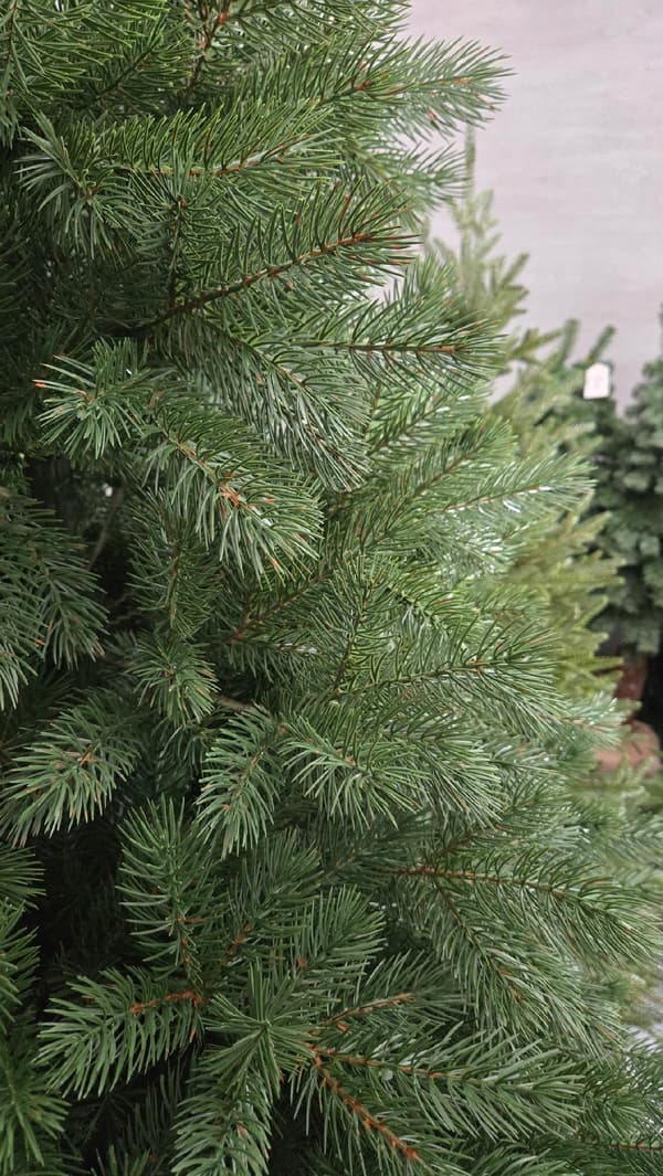 Garland Pine PE