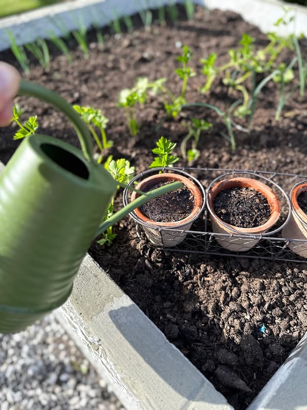 Set med rustika terrakottaplanter