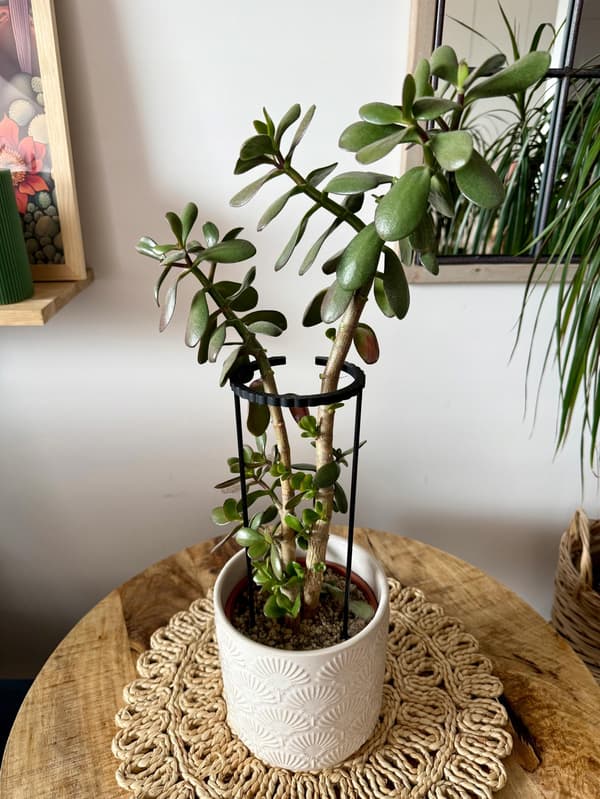 Støttering til blomsterplanter Klemme til støttering SM 60x10cm