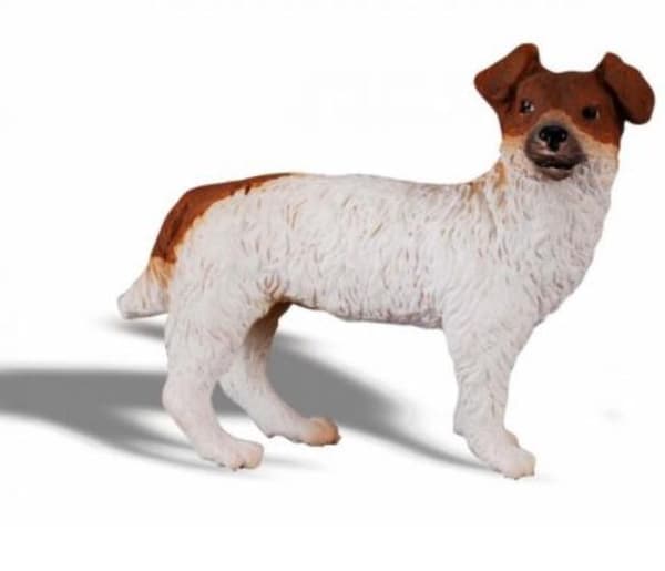 Jackrussellinterrieri