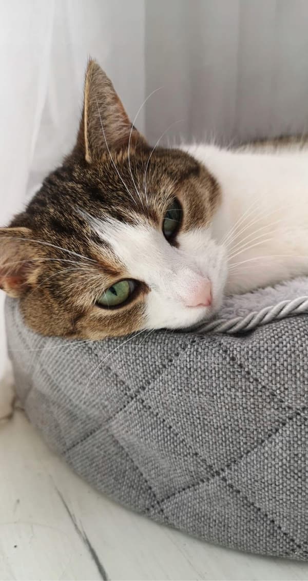 Rund pufpude til hund og kat, blød seng, DOTTY plys