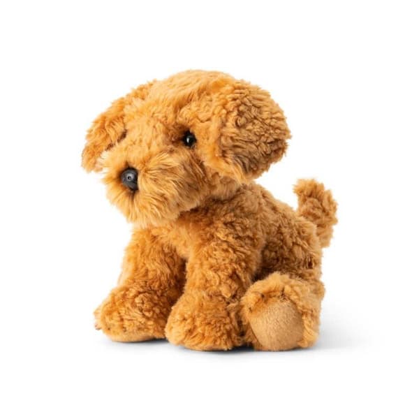 Cockapoo-koira