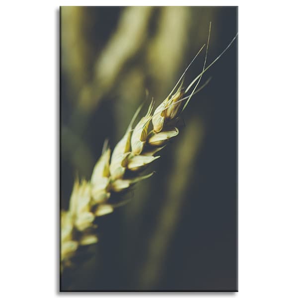 Lærredstryk Botanik Hvedeaks 50x80 cm