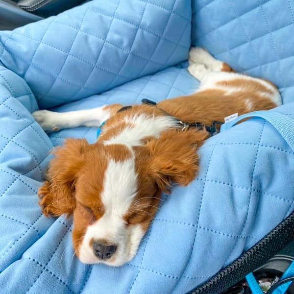 Babyblå bilbarnstol för hund
