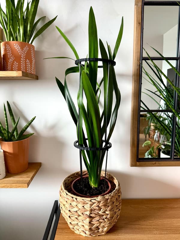 Blomväxtstödsringklämma Modulär 3-i-1 RINGstöd 33cm