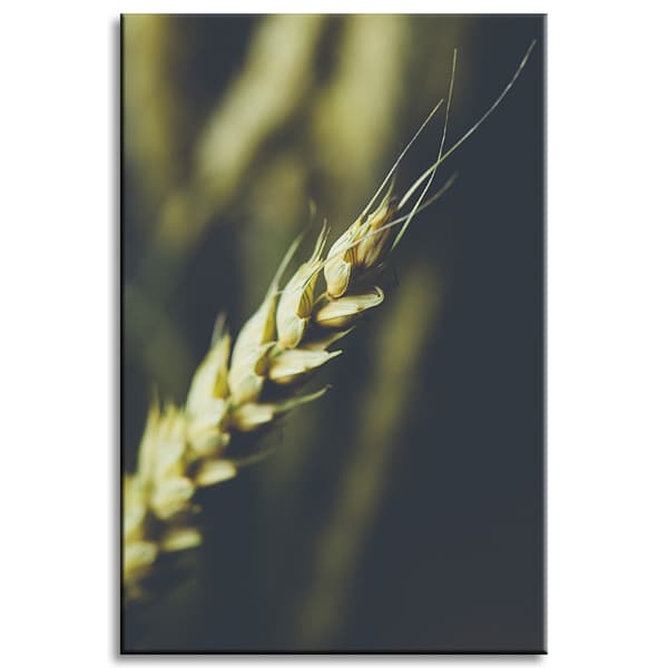 Canvastavla Botanik Veteax 40x60 cm