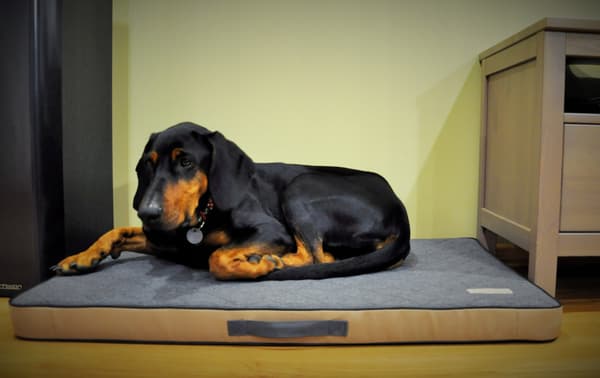 DOTTY ortopædisk hundeseng Ortopædisk madras til hunde med MEMORY-skum