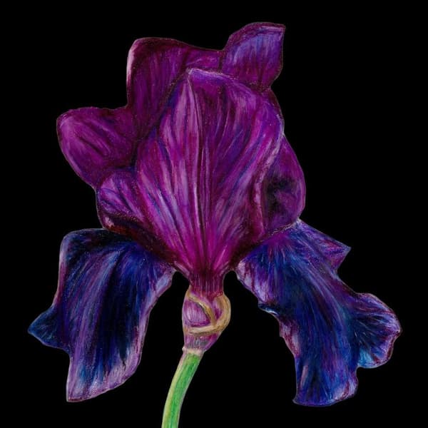 Kort med kuvert SB14 Lila iris