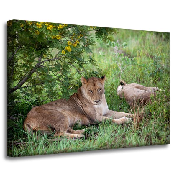 Lærredstryk Dyr Løvinder 70x50 cm