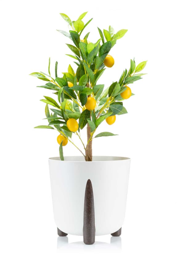 Mosskruka vit 30xh28 cm