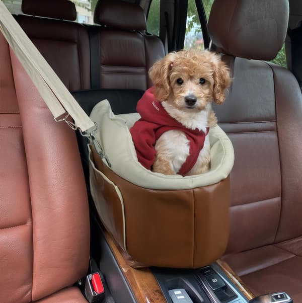 Autostol til små hunde på armlænet