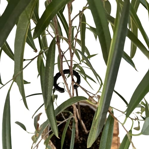 Støttering til blomsterplanter Klemme Støttering S 50x5 cm