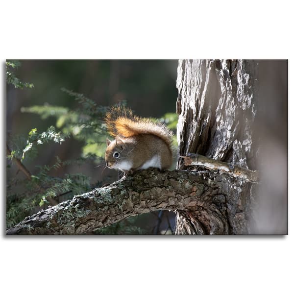 Canvastaulu Eläimet Orava 80x50 cm
