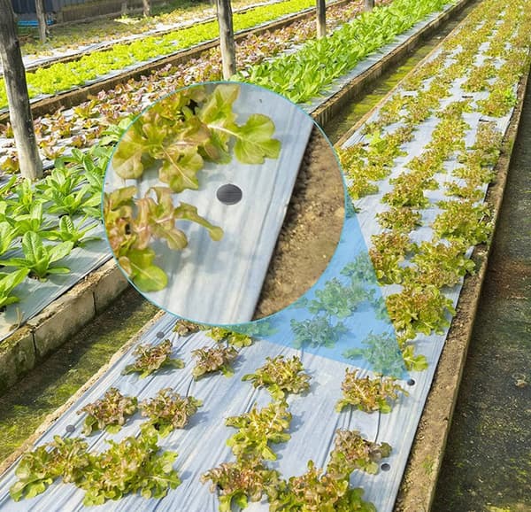 PLASTIKHAVEANKERE TIL AGROTEXTIL 15CM 50 STK.