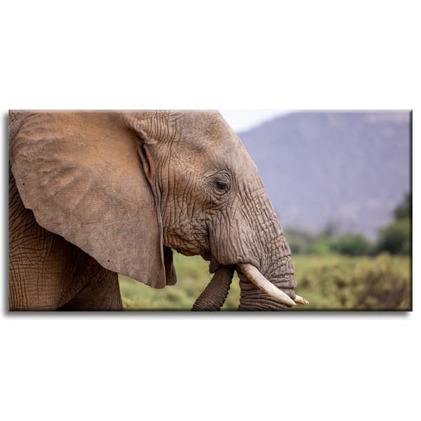 Lærredstryk Dyr Elefant nærbillede 80x40 cm