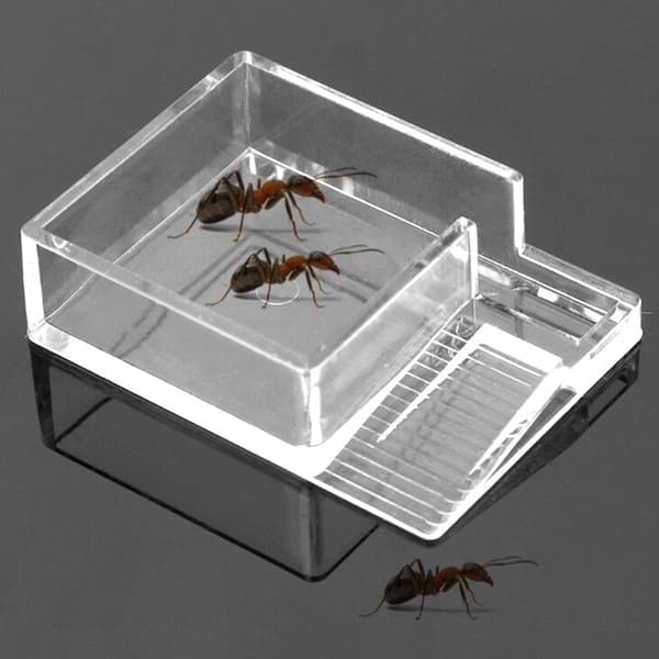 Ant Expert Ant Feeder - muurahaisten syöttölaite