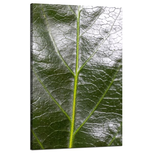 Canvastavla Botanik Ormbunkeblad 50x80 cm