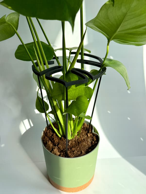 Stödring för blomväxter, klämma, stödring, monstera, 50 cm
