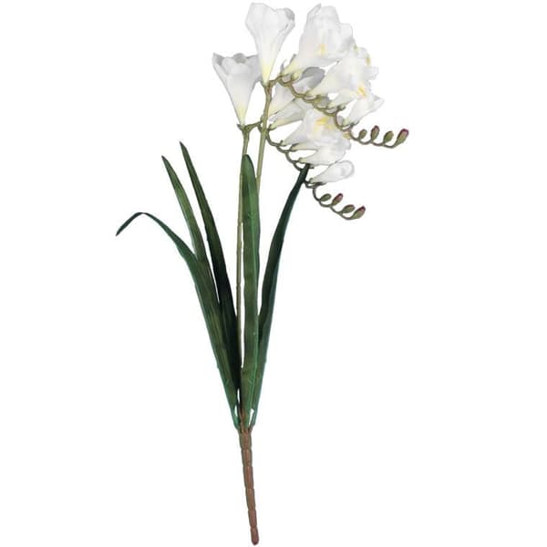 2 freesianoksaa, 54 cm, valkoinen