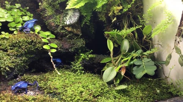 Repti-Zoo spårmossa 4,5 l
