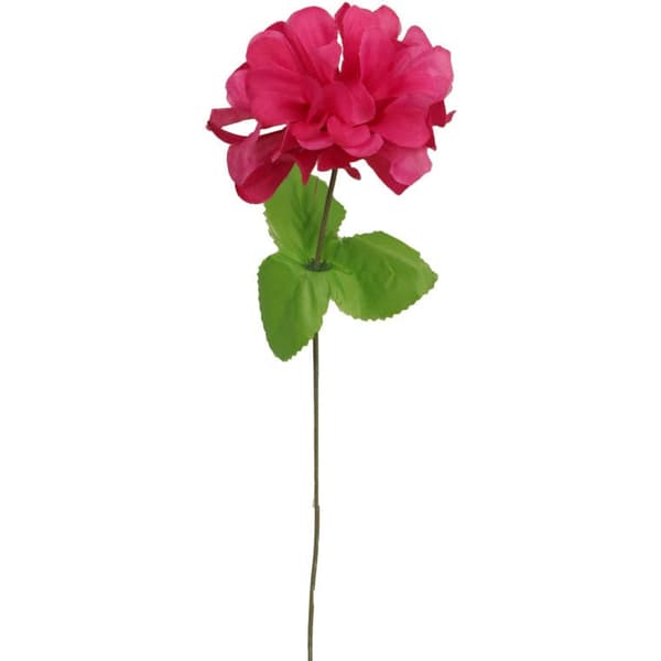 Krysantemum enkeltblomst med lyserødt blad