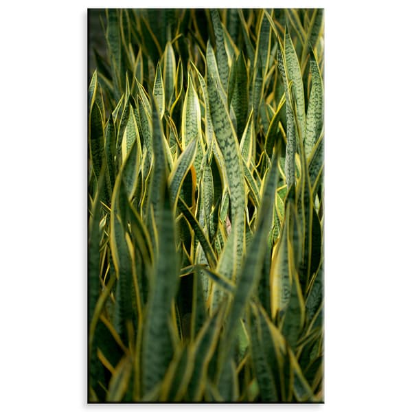 Canvastavla Botanik Grönt Gräs 60x100 cm