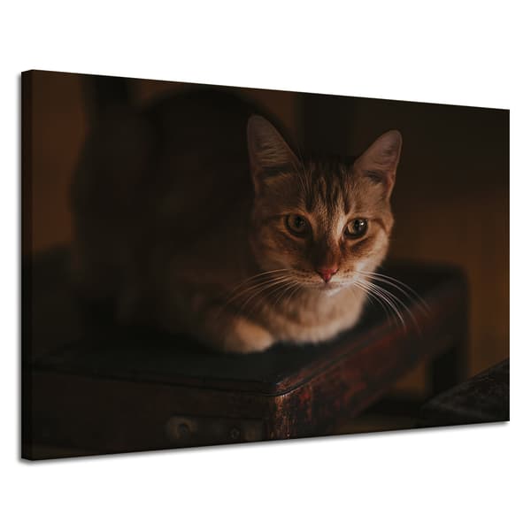 Lærredstryk Dyr Huskatte 120x80 cm
