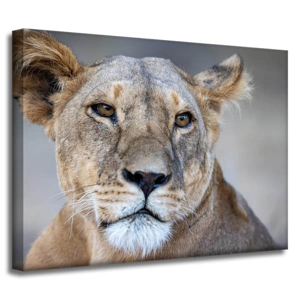 Lærredstryk Dyr Løvinde 40x30 cm