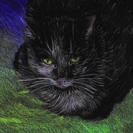 Notesbog. Økologiske katte