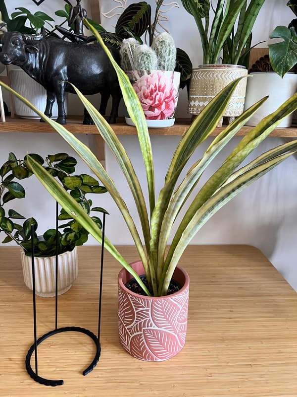 Støttering til blomsterplanter Klemme til støttering L 50x21cm