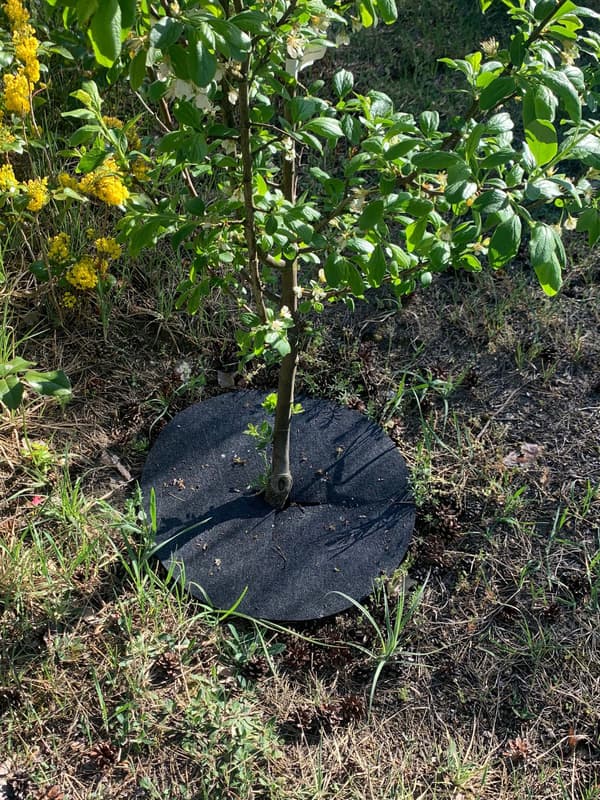 Filtskiva för skydd mot ogräs, mulching, grafit, diameter 50 cm