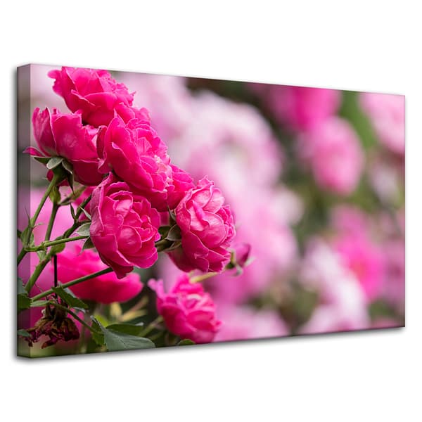 Lærredstryk Botaniske lyserøde roser 80x50 cm