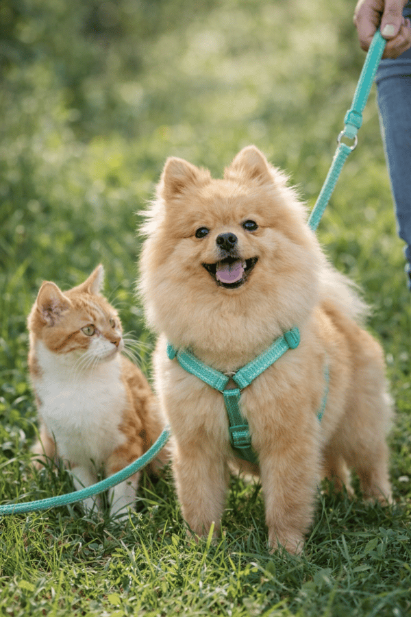 BAMSE-sele + snor til katte og hunde